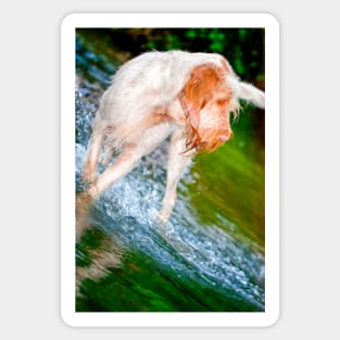 River splash Spinone Sticker